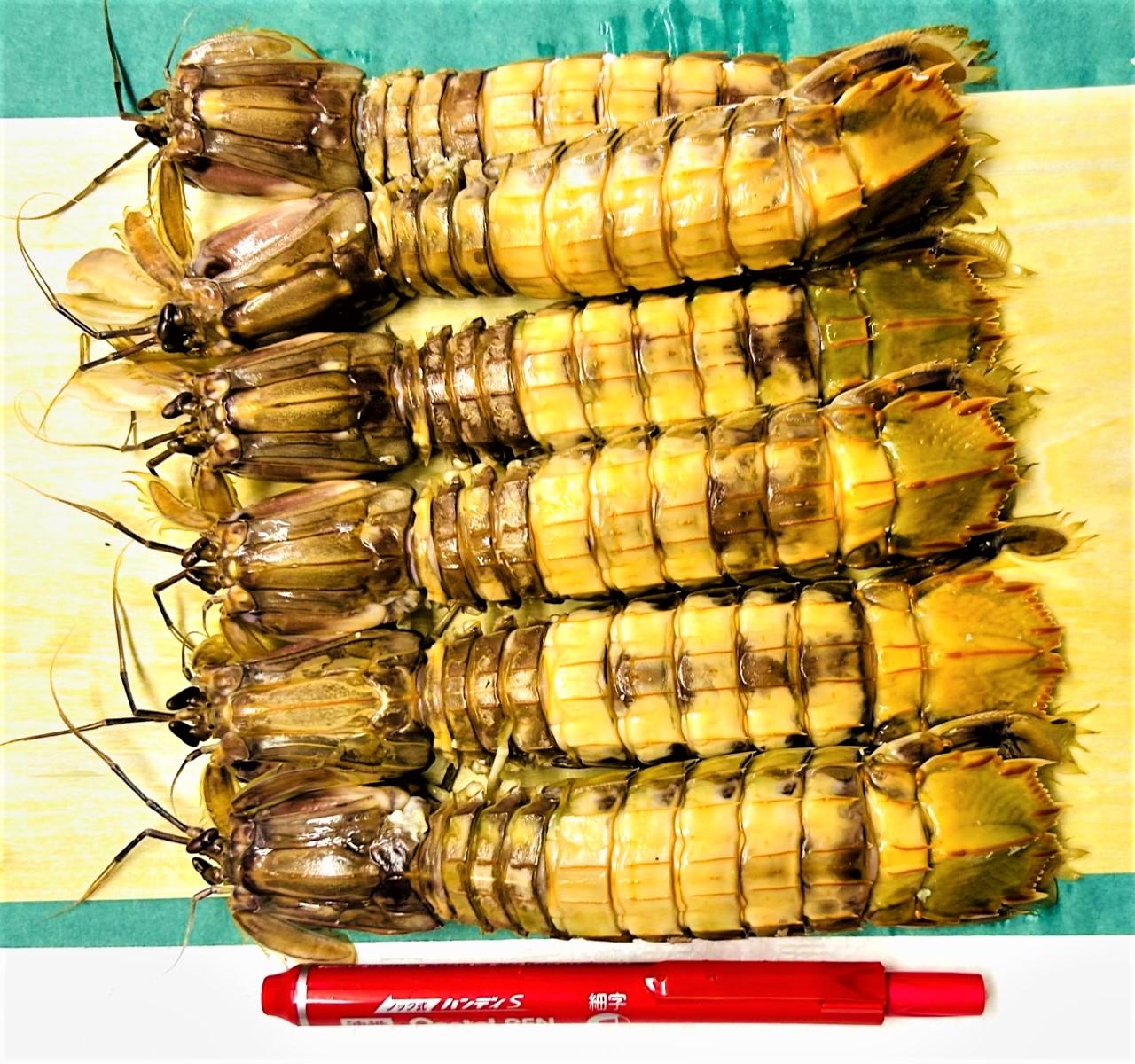 シャコメス特大ペンと